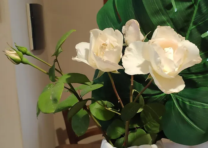 Cruccuris Villasimius